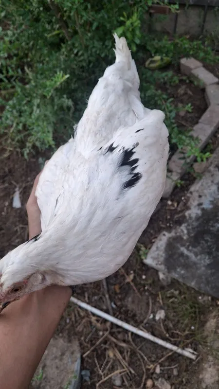 Tovuq xorozlar bor sotiladi 6