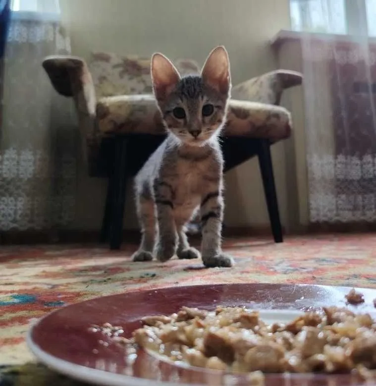 Бесплатно котята в хорошие руки — фото 6