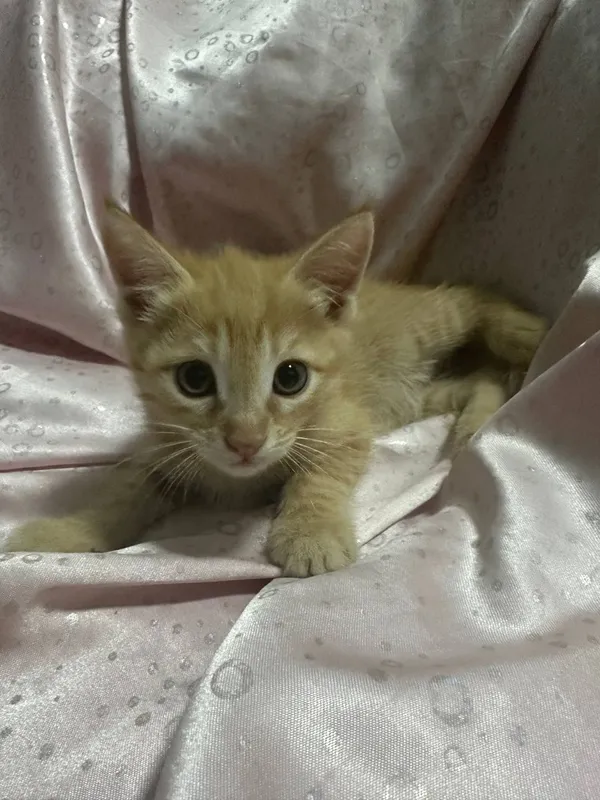 Котята Рыжик и Багира Котята Рыжик и Багира