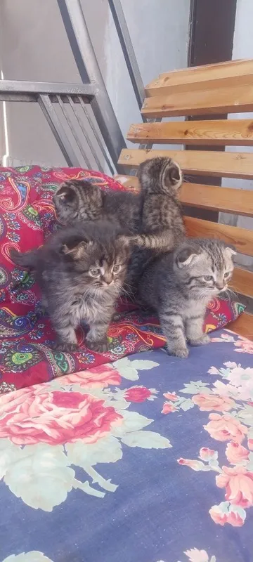 Mushuk sotiladi lotok biladi