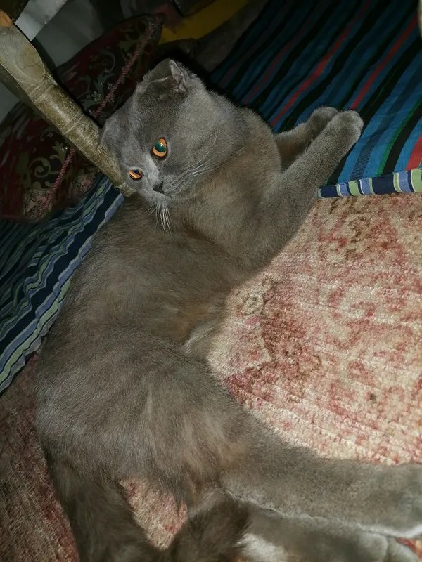 mushuk, scotish,fold чистакровный скотиш фолд
