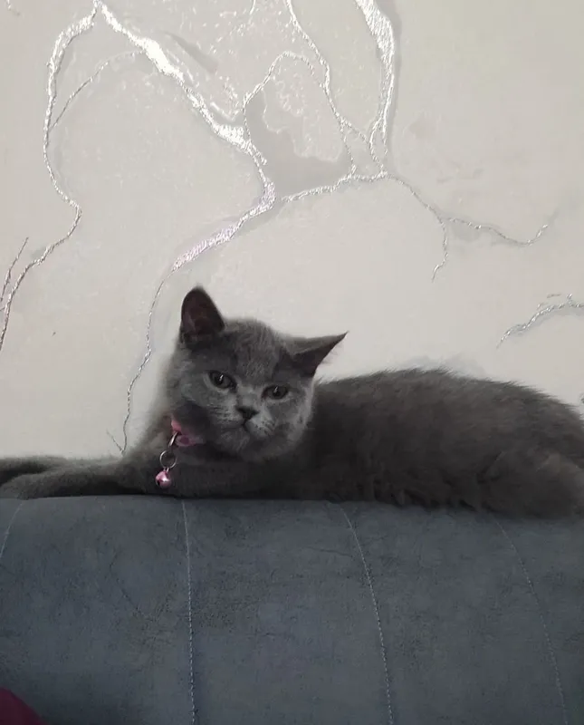 Скоттиш Страйт девочка 4 Скоттиш Страйт девочка 4