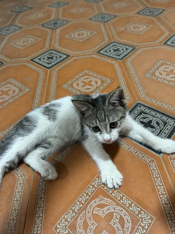 Котенок бесплатно — фото 1