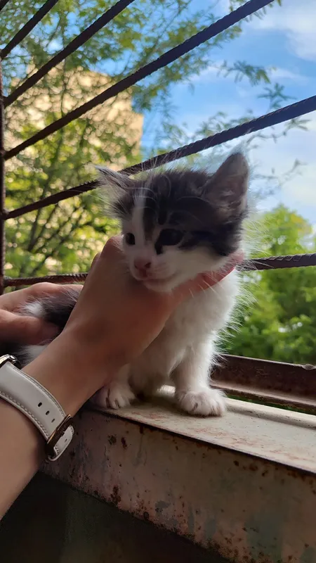 Котятки ребятки в добрый дом, в добрые ручки!!! — фото 3 Котятки ребятки в добрый дом, в добрые ручки!!! — фото 3