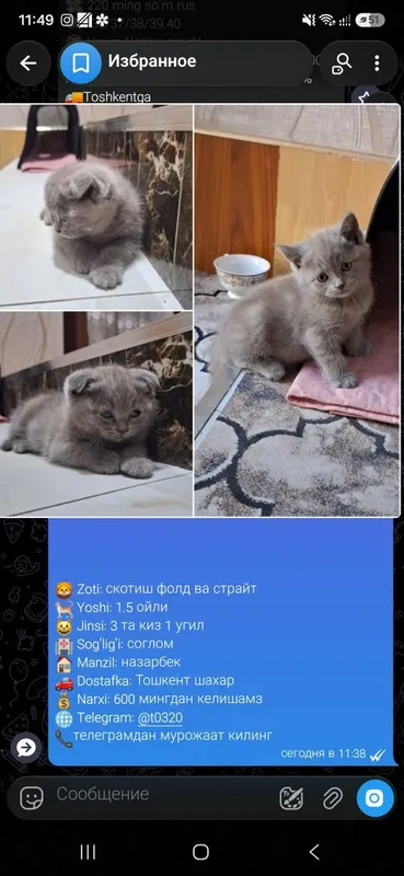 Кошка котята. ): Mushuk 4