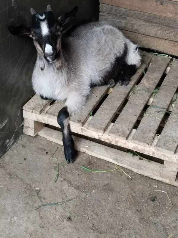 Alpa zanin echki sotiladi