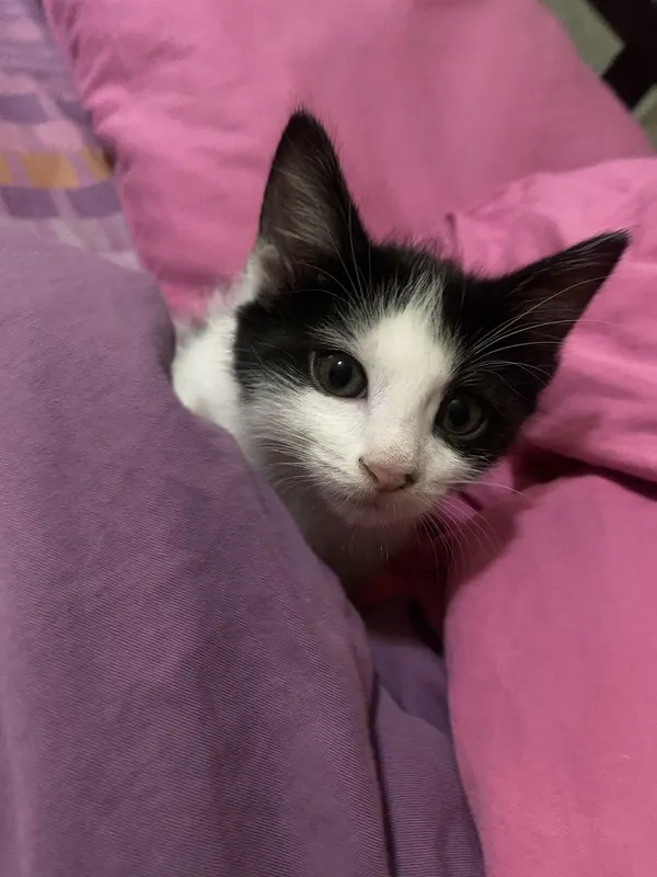 Котенок приучен к лотку — фото 3