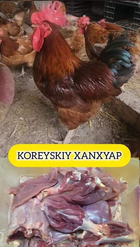 35 KUNLIK KOREYSKIY XANXYAP va Jersi Gigant Jojalar Ханхяп Цыплята — фото 6