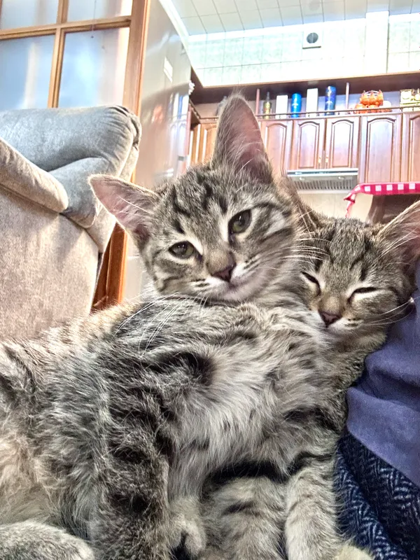 Котята тигровые , 3 месяца 4