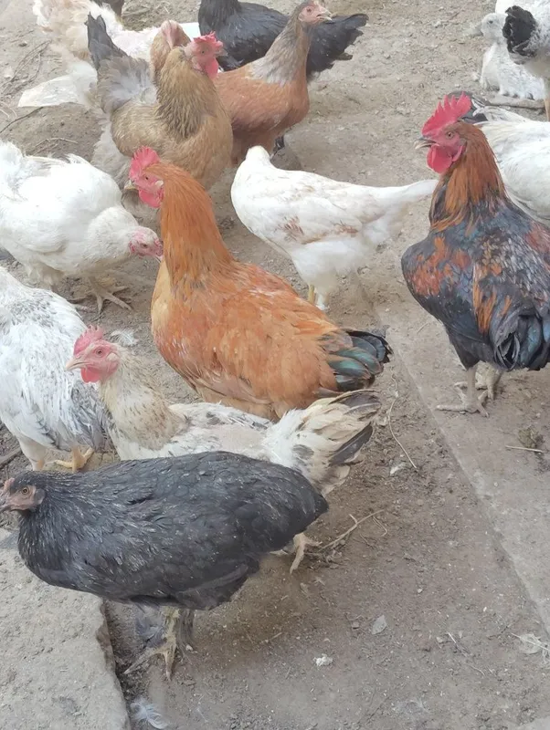 Gʻozlar,ordeklar va tovuqlar — фото 1