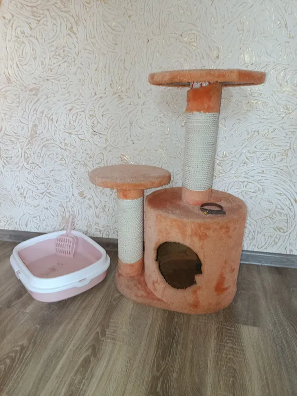 котёнок сверхбыстрый 8