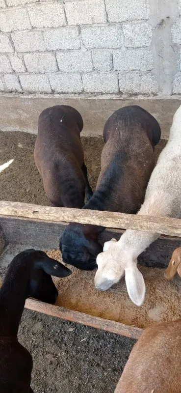Qozi qochqor zotga 4
