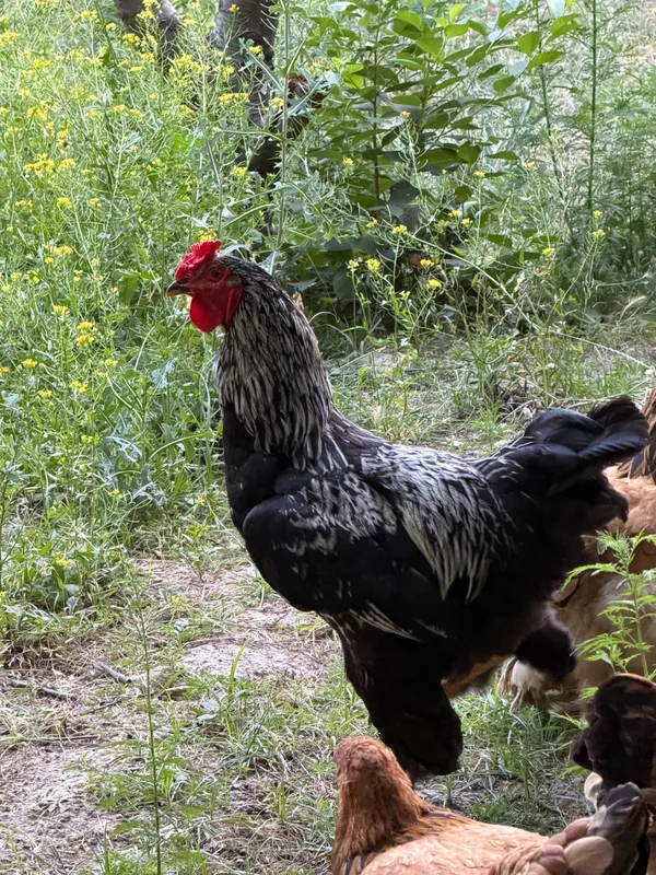 Brama tovuqlari va xo’roz курица — фото 4