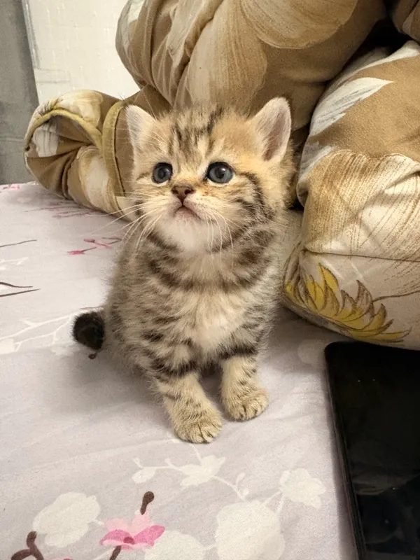 Scottish Fold va Scottish Straight mushukchalari 6