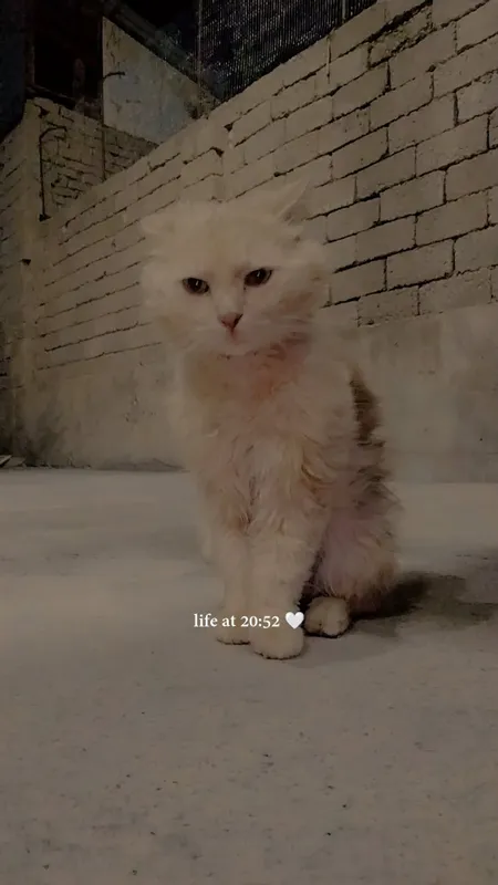 Barsik