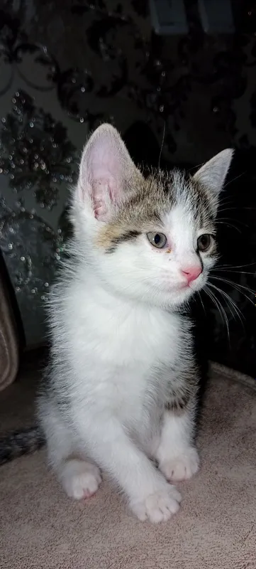 Котята 2 Котята 2