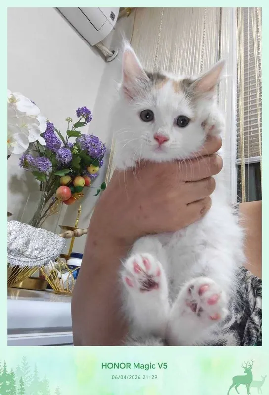 Котенок домашний, 4 месяца — фото 1