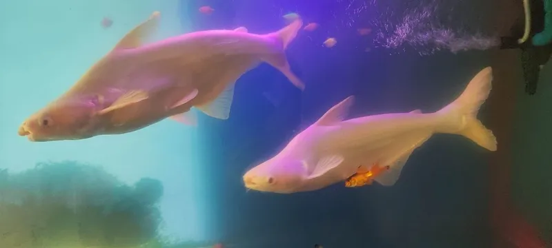 Pegasus albinos 40 sm 2