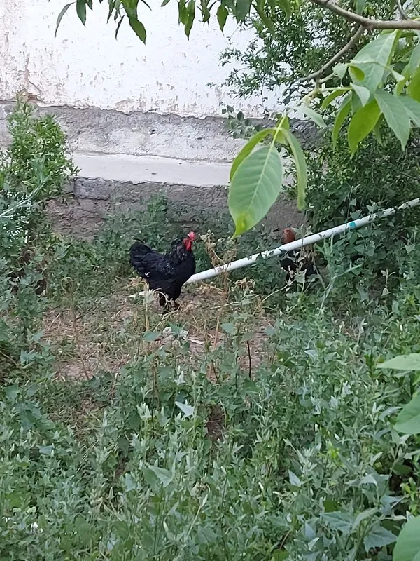 Брама хуроз сотилади — фото 1