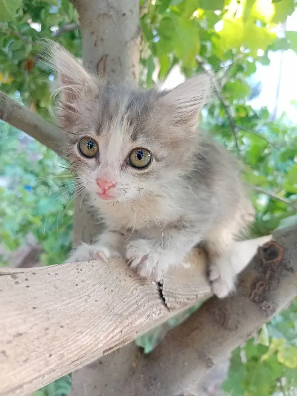 Котята 2 месяца, пушистые 3 Котята 2 месяца, пушистые 3