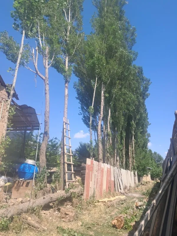 Терак сотилад, кимга керак булса керакли размирда кесиб бераман. Нар — фото 4