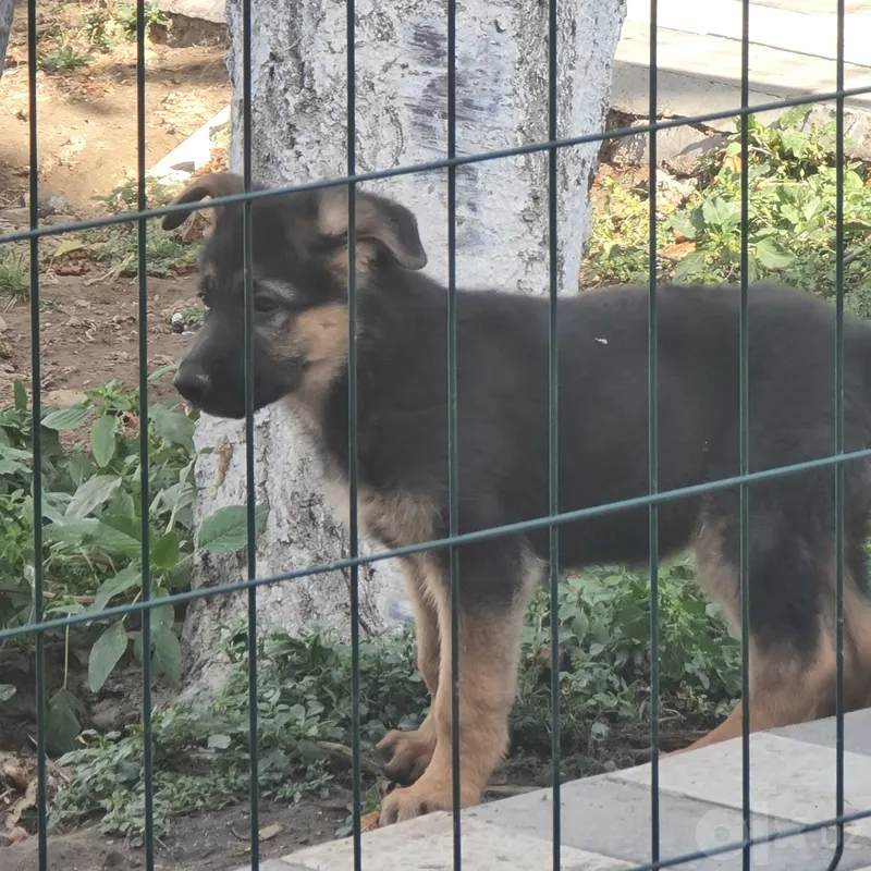 Sharqiy Yevropa ovcharkasi 8 Sharqiy Yevropa ovcharkasi 8