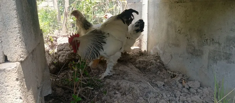 Brama tovuq xuroz 1 Brama tovuq xuroz 1