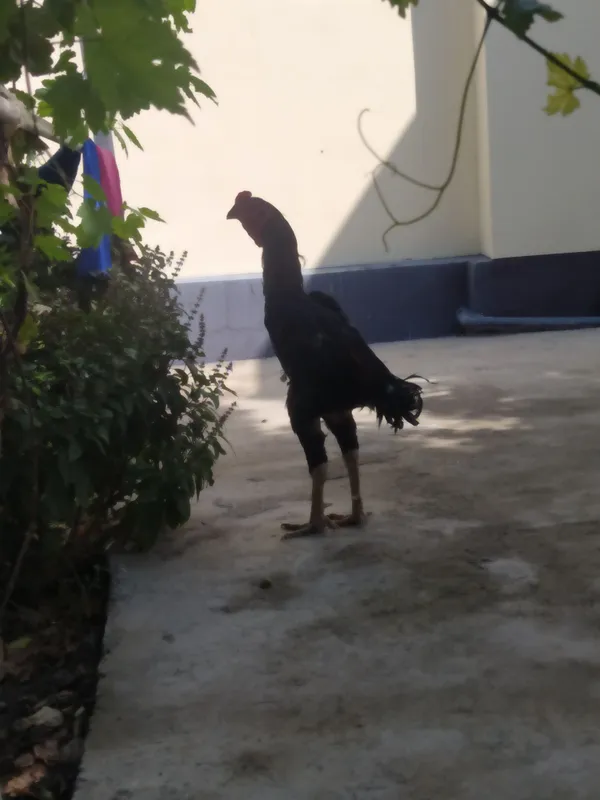 Dakan xoʻroz sotiladi 2 Dakan xoʻroz sotiladi 2