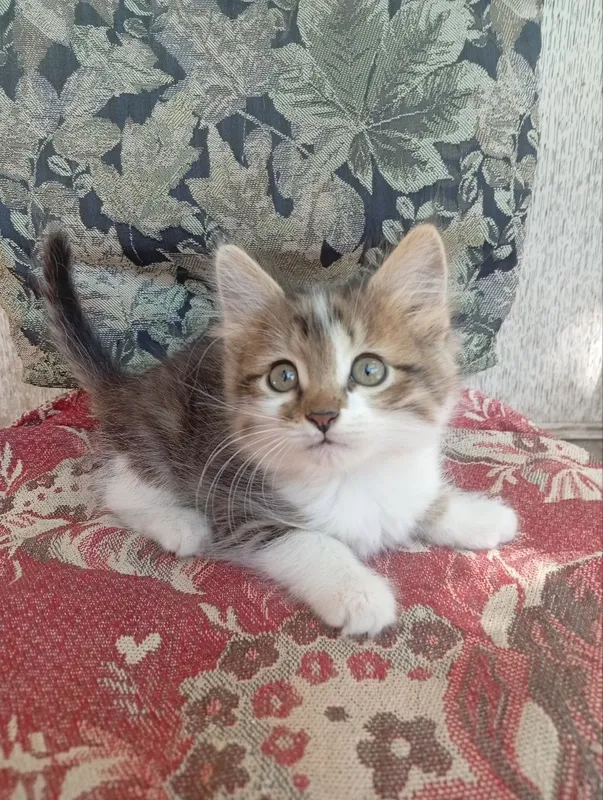 Котята в хорошие руки