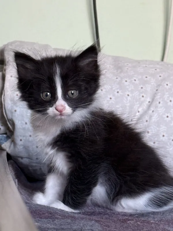 Продаются котята. — фото 5
