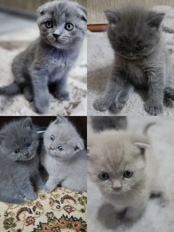 Продаются котята