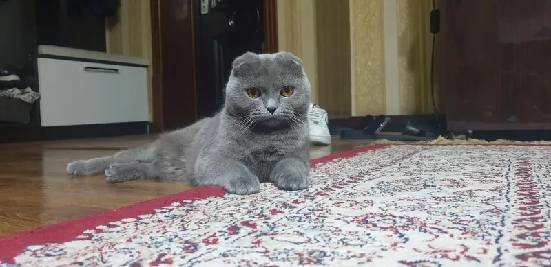 продаëтся кошка вислоухая пароды