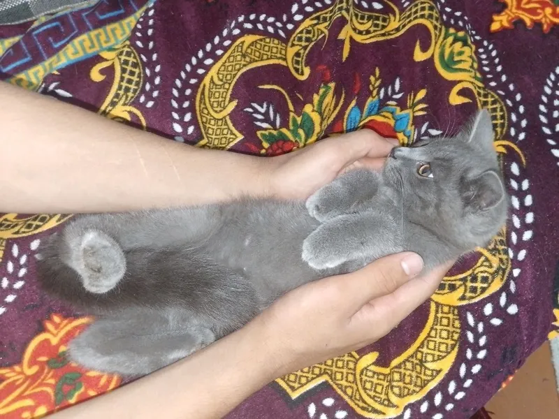 Продам кот породистый — фото 2