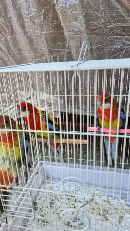 Продам разелла пара готовая. — фото 2 Продам разелла пара готовая. — фото 2