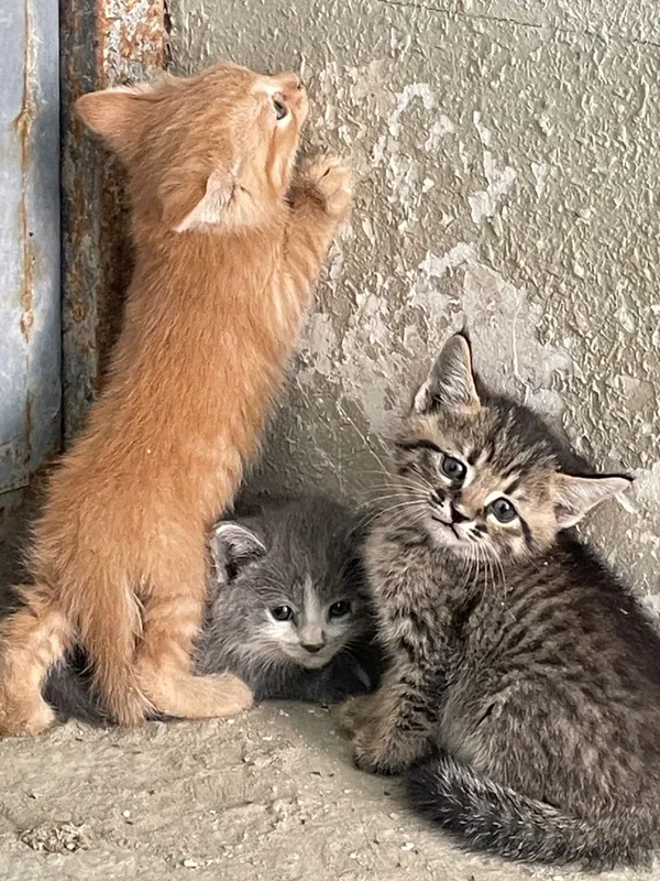 Котята бесплатно