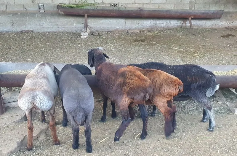 Yeb ichish soģliģiga garantiya 2