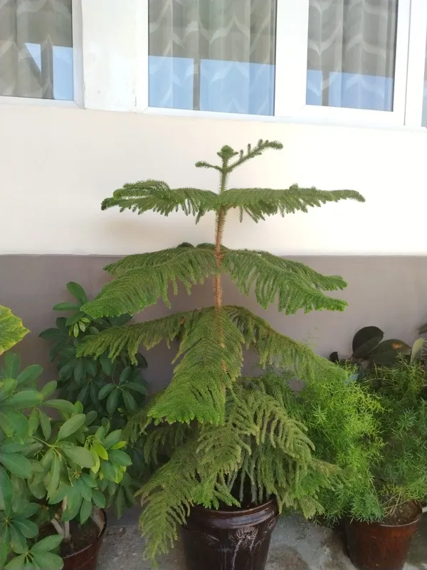 Араукария