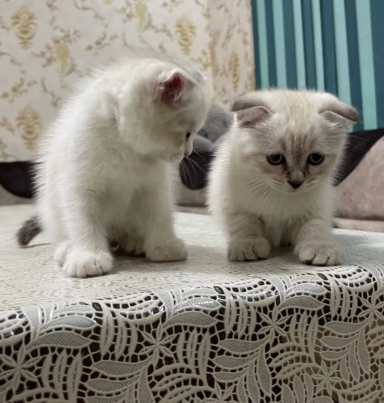 Продаются вислоухие котята — фото 3