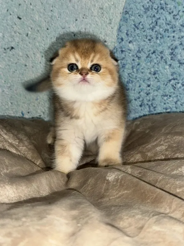 Котята на продажу