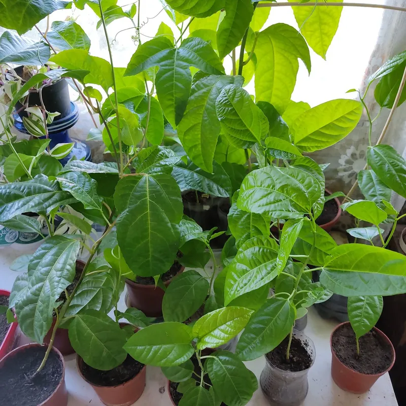 Продается Пассифлора — фото 5