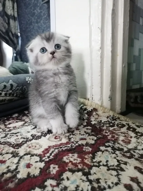 Mushuk sotiladi.