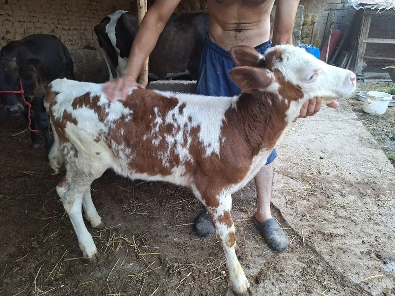 sigir gunajincha 3 sigir gunajincha 3