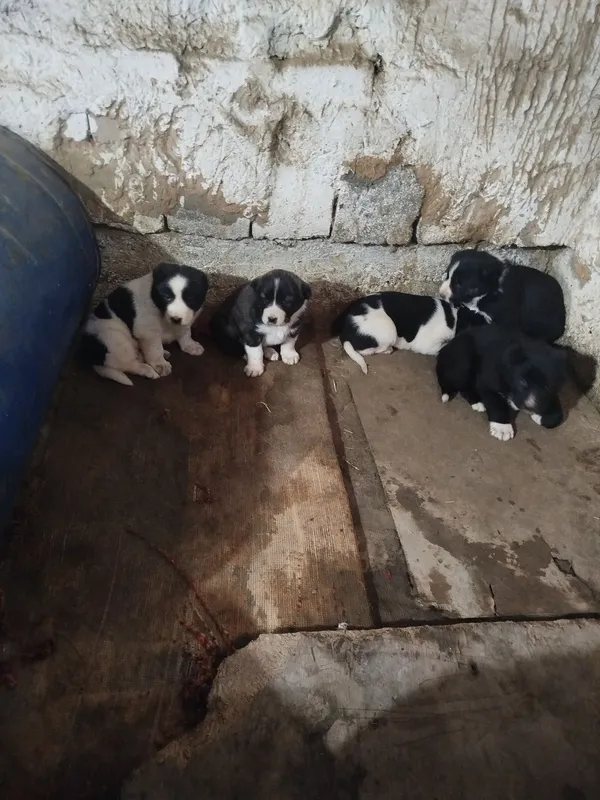 Toza Alabay bolalari sotiladi 3 Toza Alabay bolalari sotiladi 3