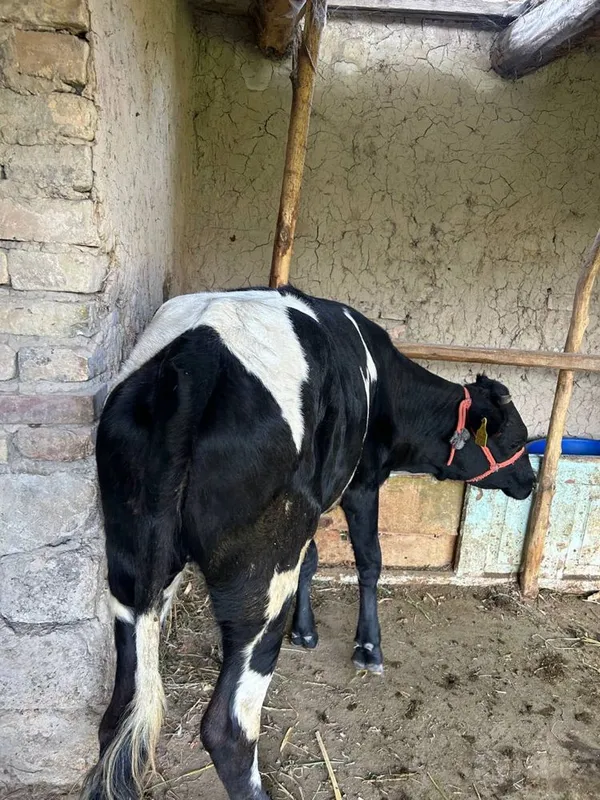 Mol sotiladi 3 ta 7 Mol sotiladi 3 ta 7