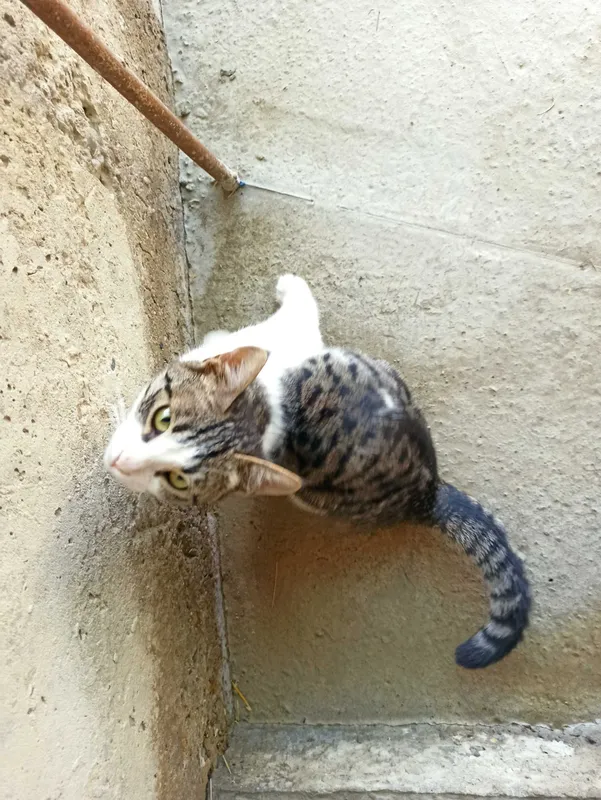 Mushuk erkak tekinga 2 Mushuk erkak tekinga 2