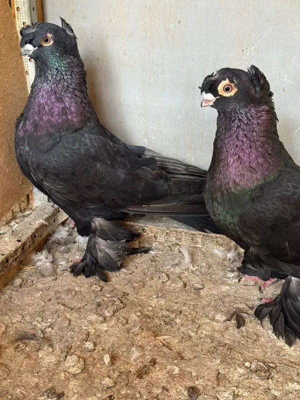 Продаются голуби, kaptar, голубь 8 Продаются голуби, kaptar, голубь 8