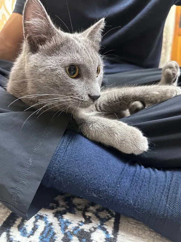 Кошка руско голубая — фото 1