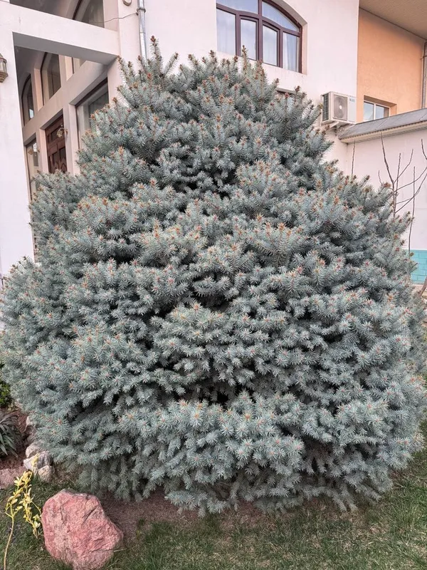 Archa goluboy yel Arzon nahrga srochna — фото 1