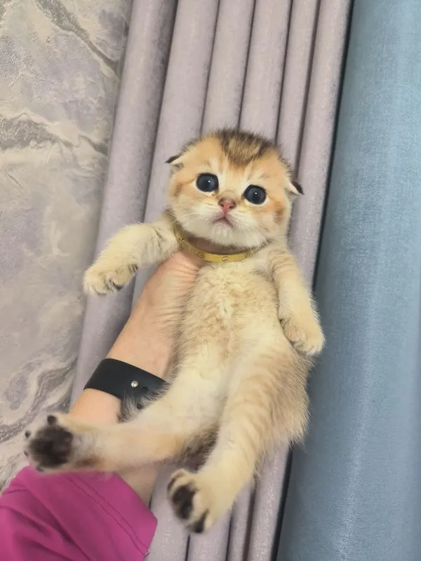 Шикарная кошка красавица (девочка) — фото 4