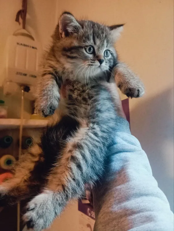 Yalangoch Anastasiya Nemolyaeva fotosurati Aeroportda jinsiy aloqa